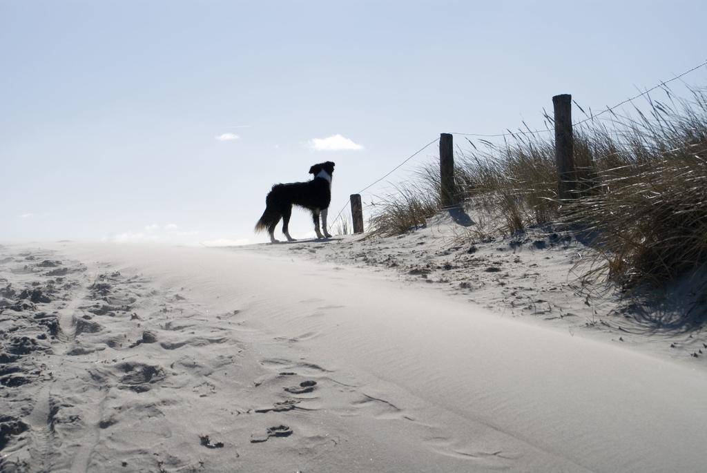 Loods Hotel Vlieland Esterno foto
